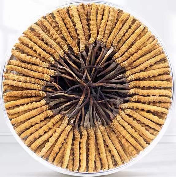 库尔勒冬虫夏草回收